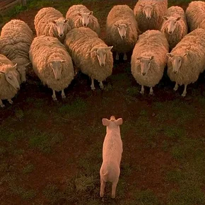 Photo du film : Le berger