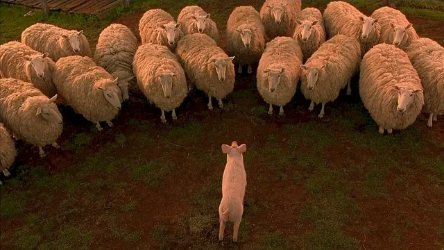 Photo 3 du film : Le berger