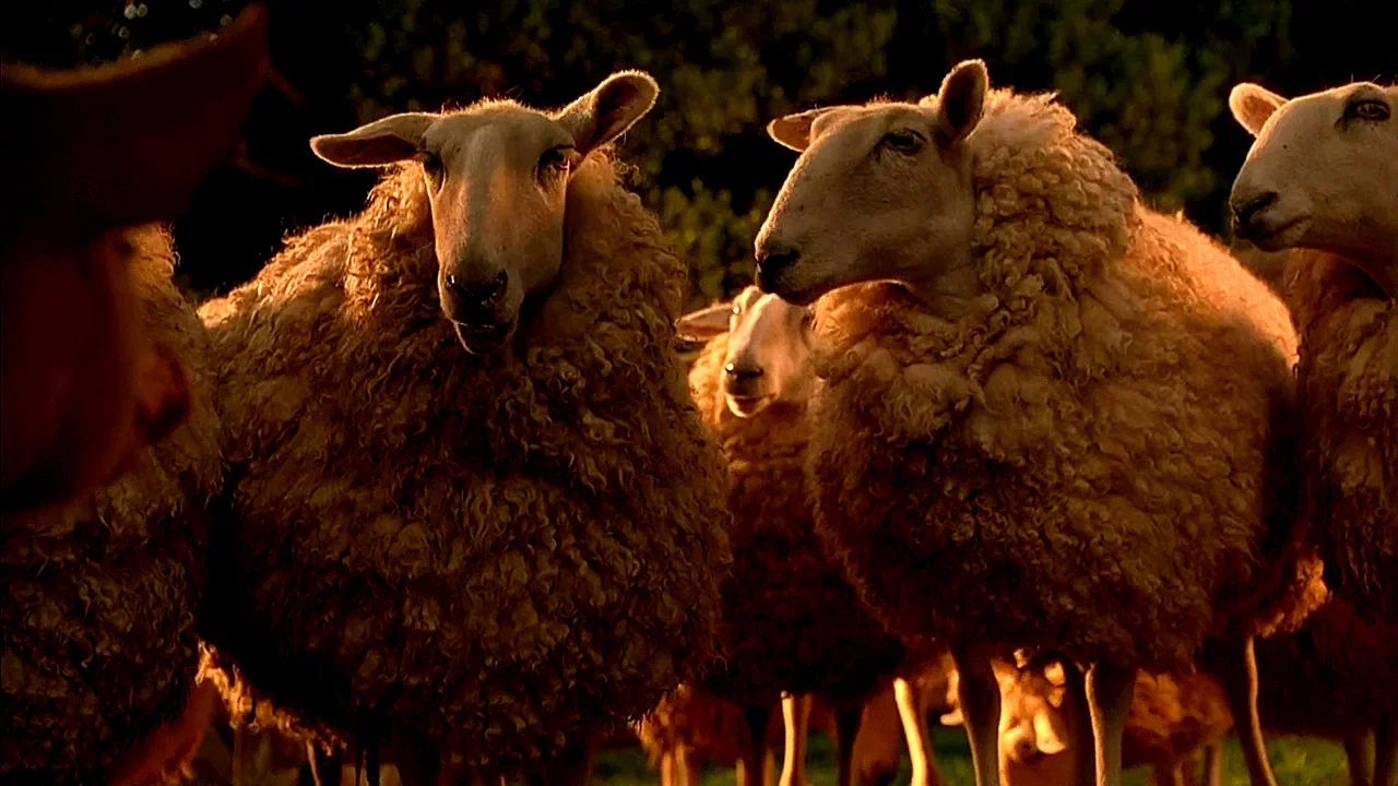 Photo du film : Le berger