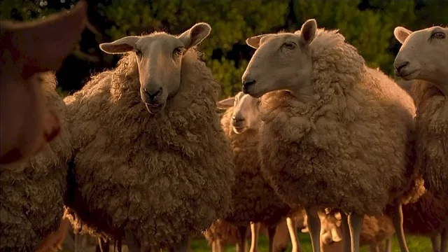 Photo 9 du film : Le berger