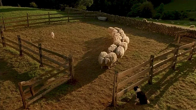 Photo 10 du film : Le berger