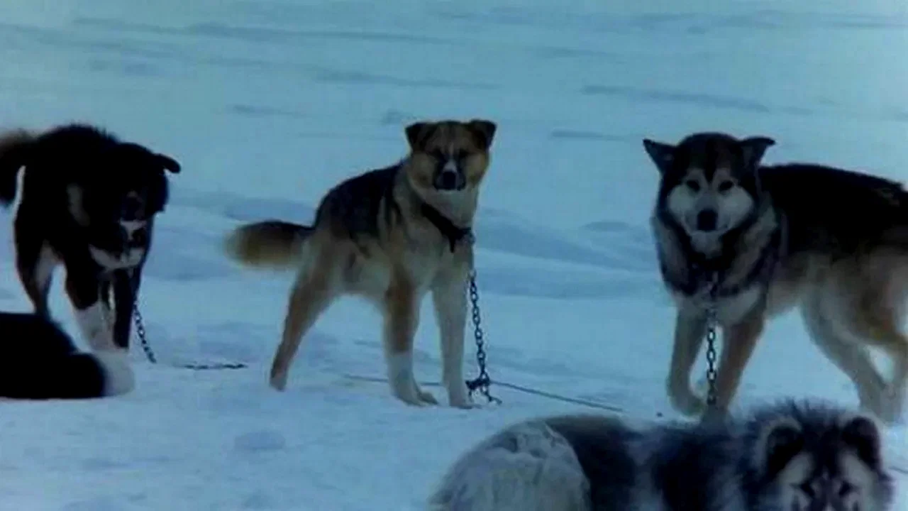 Photo 2 du film : Antarctica