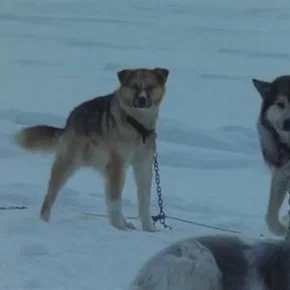 Photo du film : Antarctica