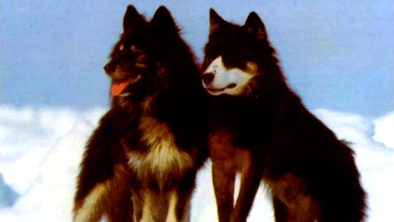 Photo 3 du film : Antarctica