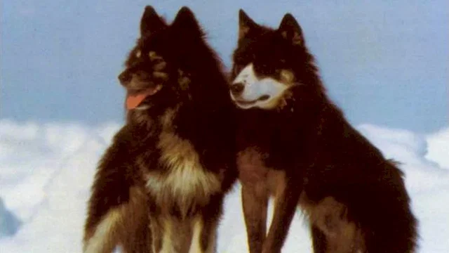 Photo 3 du film : Antarctica
