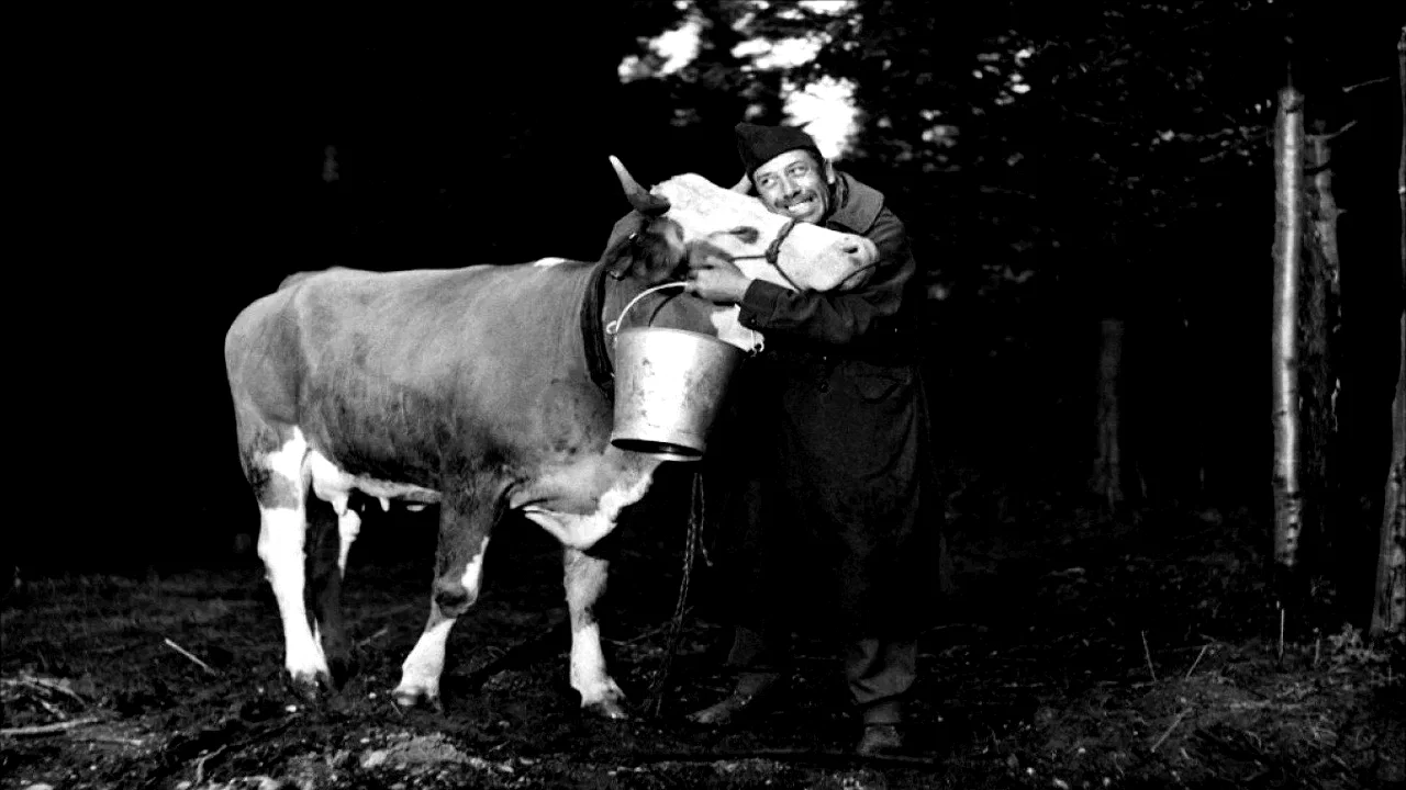 Photo 2 du film : La vache