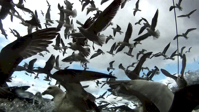 Photo du film : Leviathan