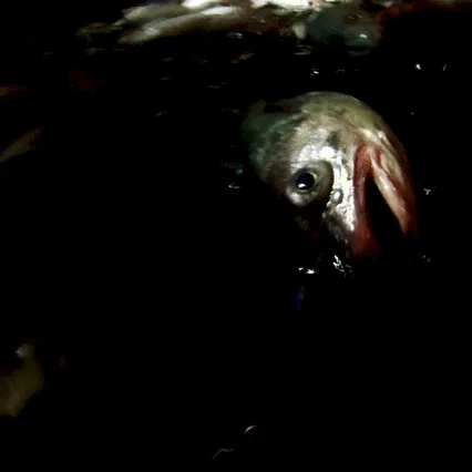 Miniature photo du film : Leviathan