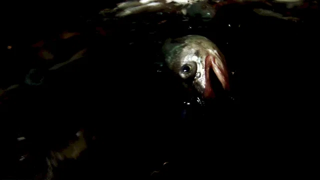 Photo du film : Leviathan