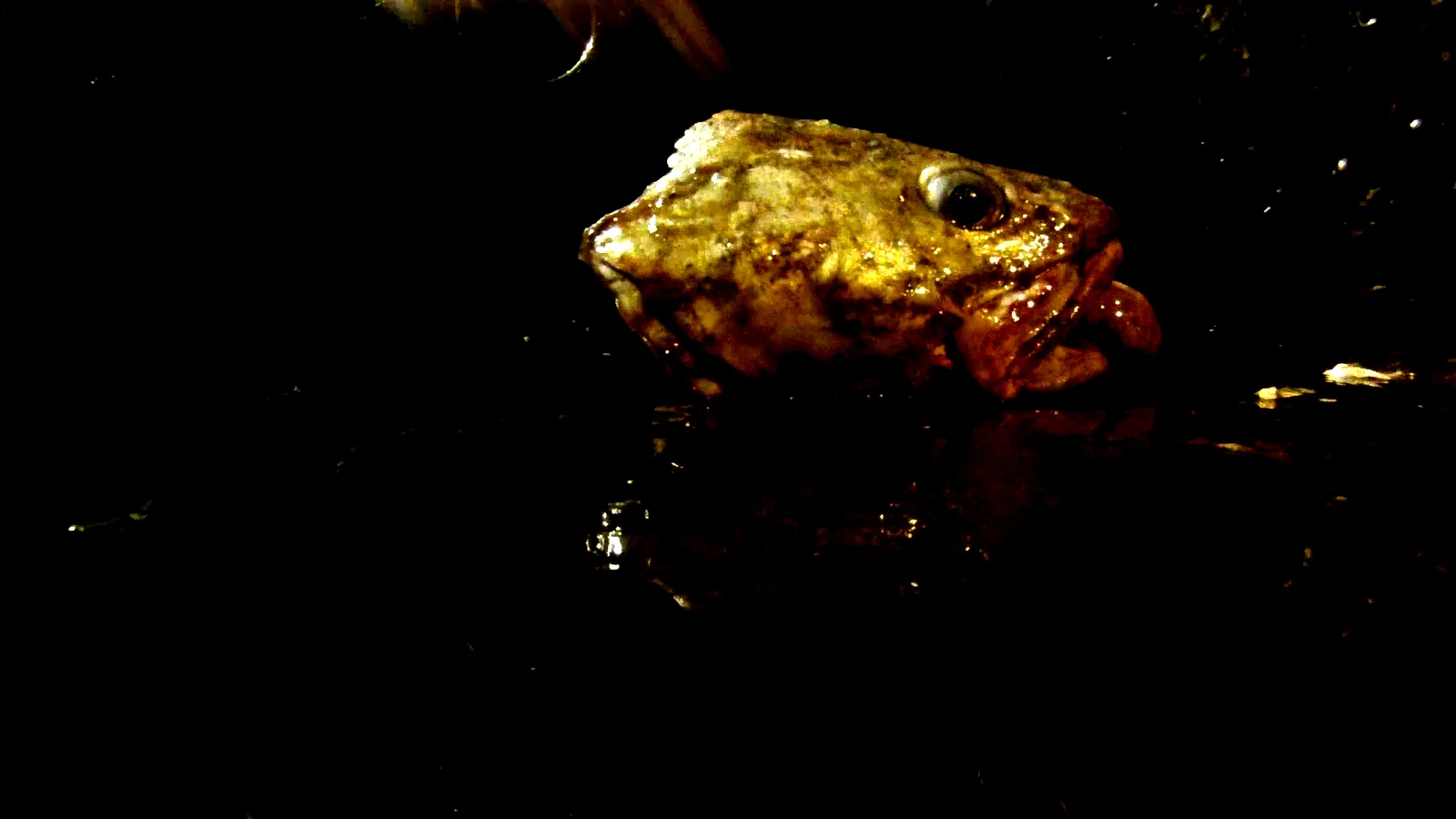 Photo 5 du film : Leviathan