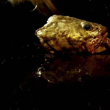 Miniature photo du film : Leviathan