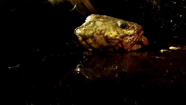 Photo du film : Leviathan