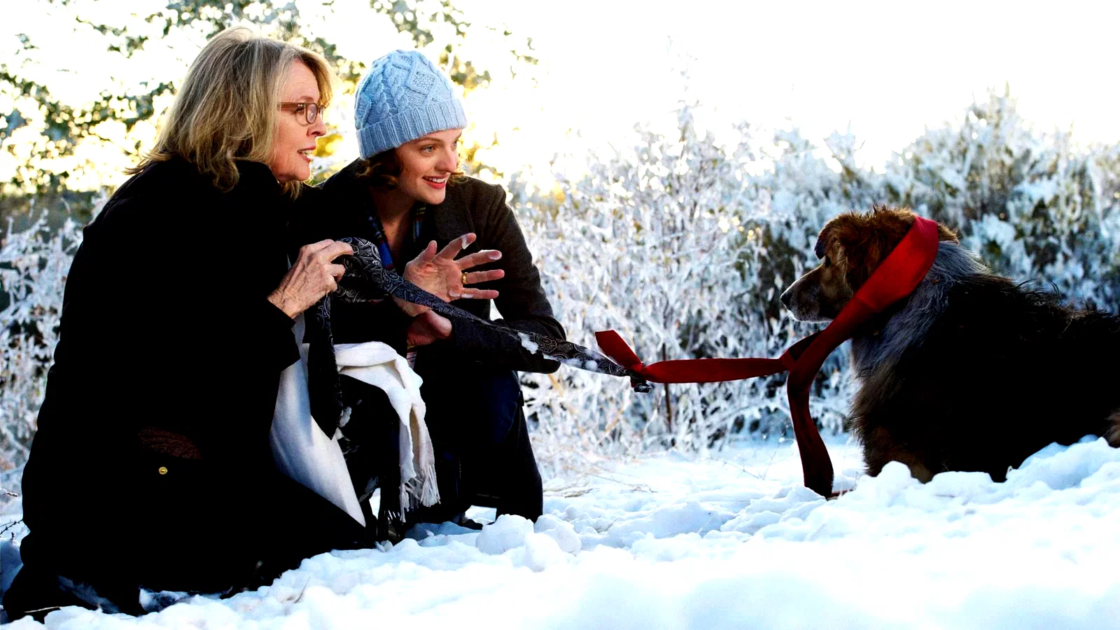 Photo 4 du film : Darling Companion