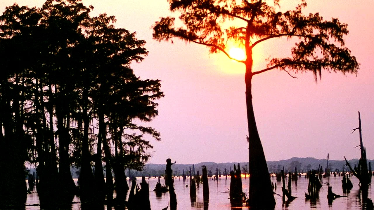 Photo 2 du film : Le bayou