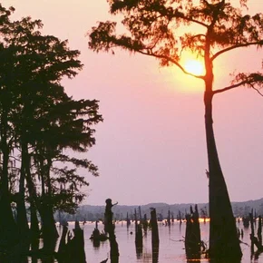 Photo du film : Le bayou