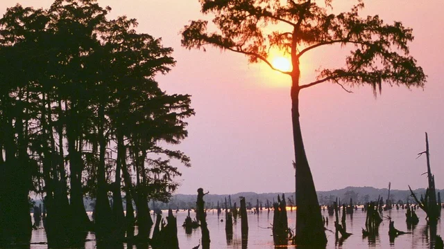 Photo 2 du film : Le bayou