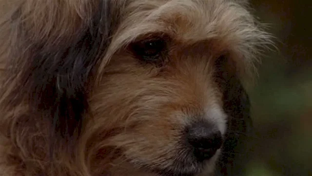 Photo 3 du film : Benji la malice