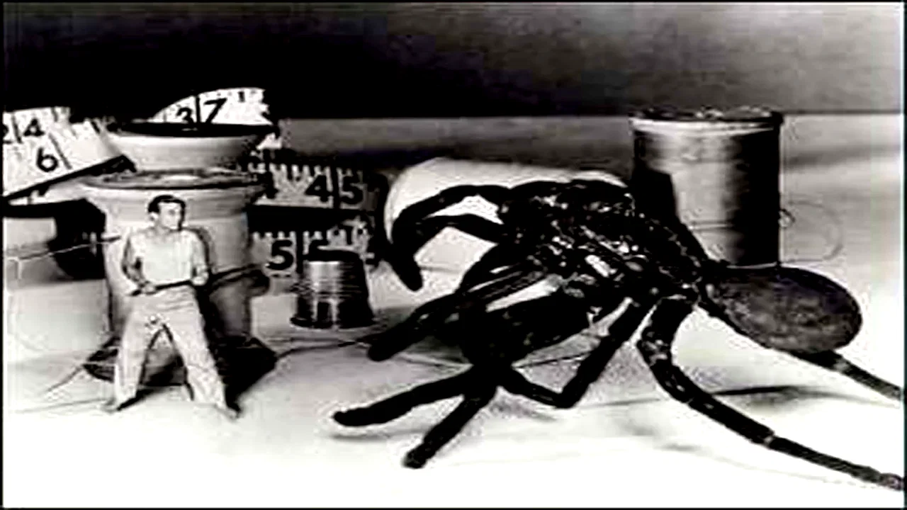 Photo 2 du film : Mister x