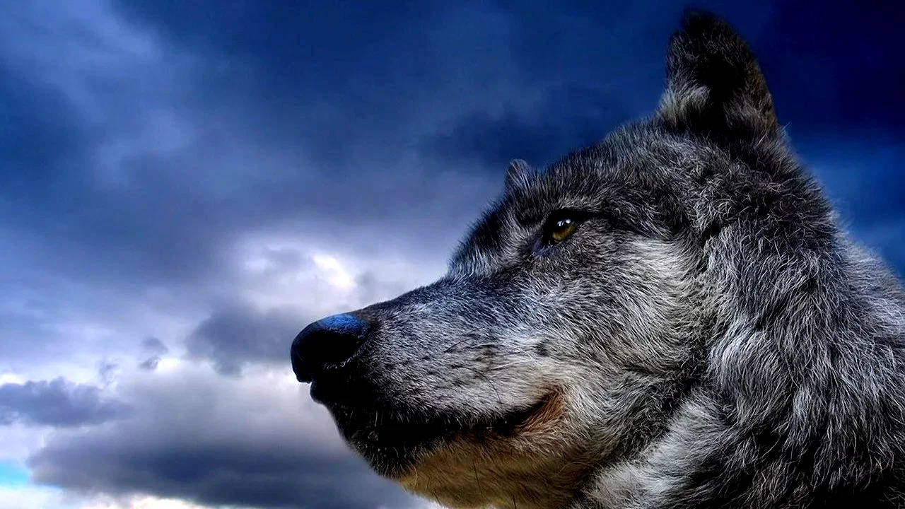 Photo du film : Un homme parmi les loups