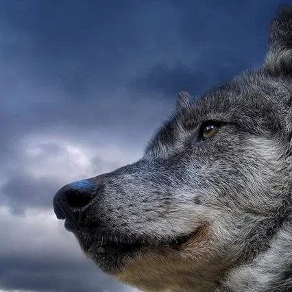 Miniature photo du film : Un homme parmi les loups