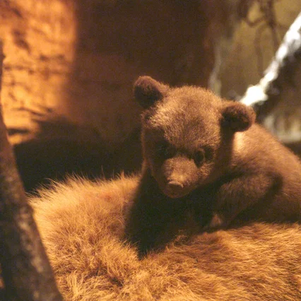 Miniature photo du film : Terre des Ours