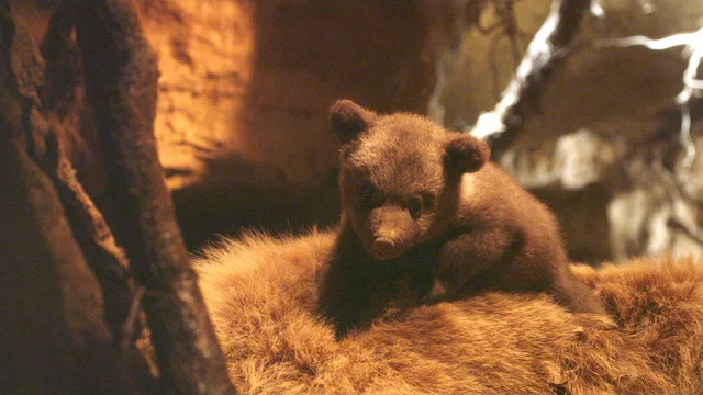 Photo du film : Terre des Ours