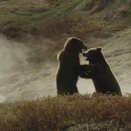 Miniature photo du film : Terre des Ours