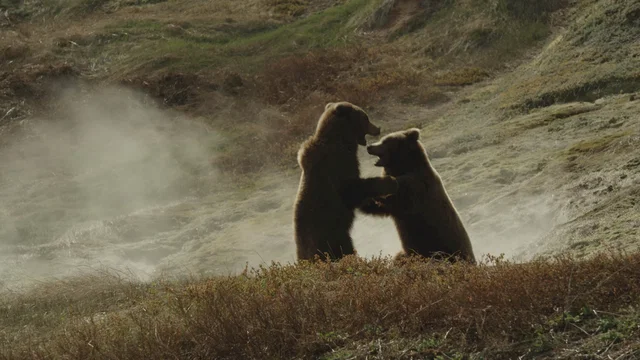 Photo du film : Terre des Ours