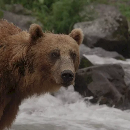 Miniature photo du film : Terre des Ours
