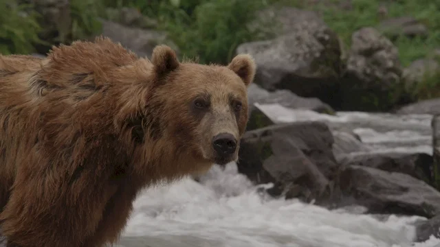 Photo du film : Terre des Ours