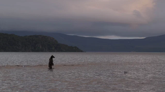Photo du film : Terre des Ours