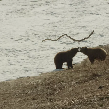 Miniature photo du film : Terre des Ours