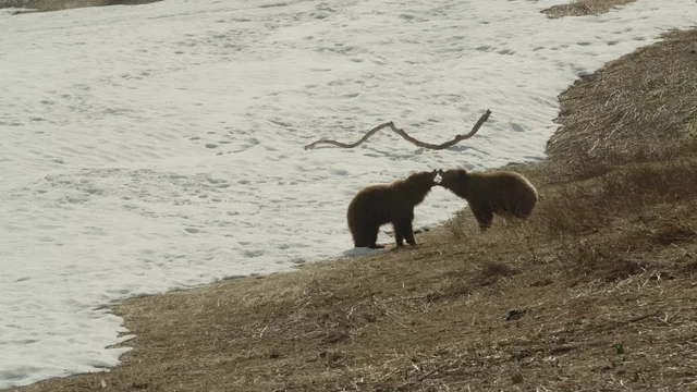 Photo du film : Terre des Ours