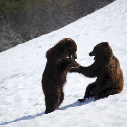 Miniature photo du film : Terre des Ours