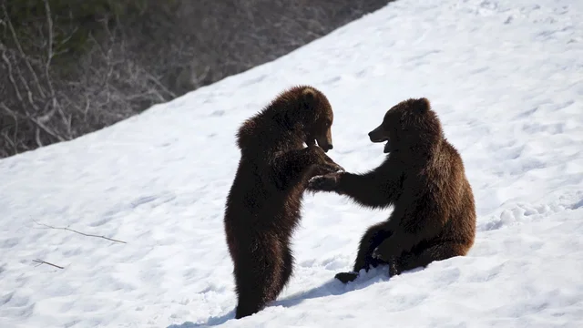 Photo du film : Terre des Ours