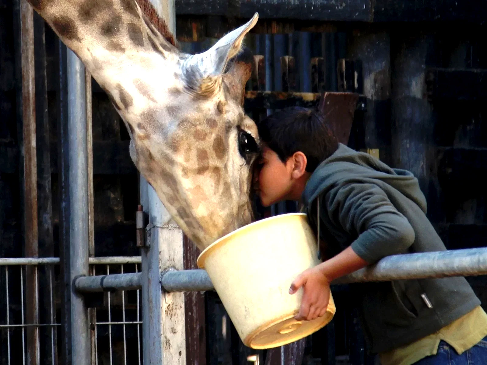 Photo 7 du film : Girafada