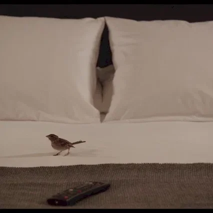 Miniature photo du film : Bird People