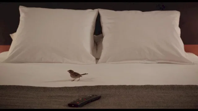 Photo du film : Bird People