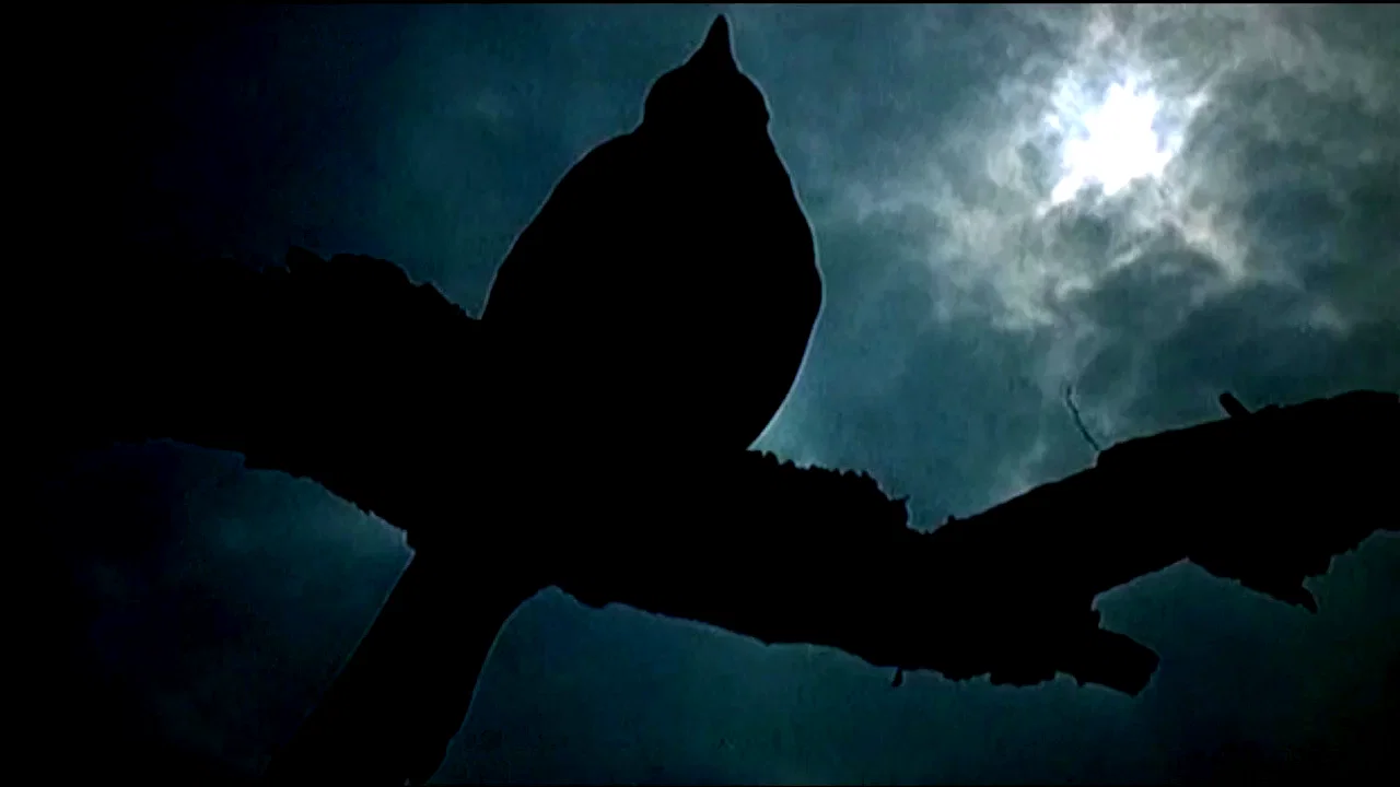 Photo 2 du film : La nuit des malefices