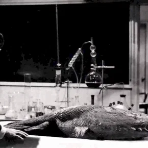 Photo du film : Le monstre des abimes