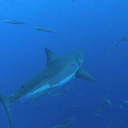 Miniature photo du film : Le monde des requins