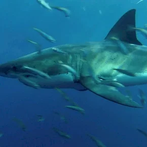 Photo du film : Le monde des requins