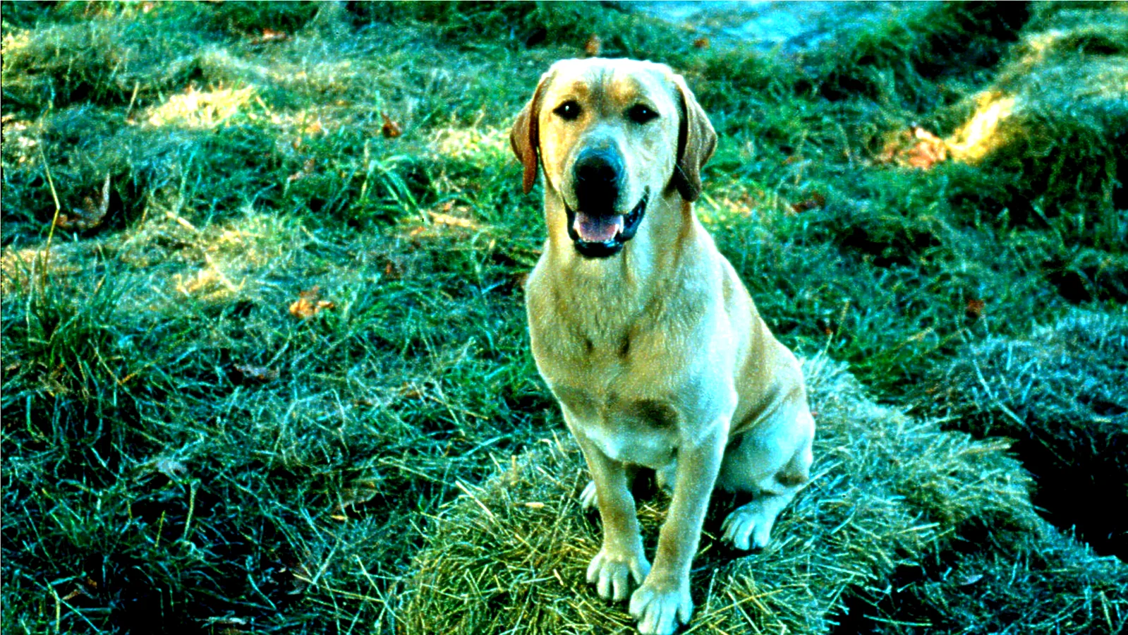 Photo 4 du film : Loin de la maison