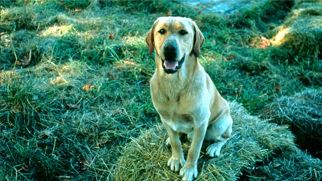 Photo du film : Loin de la maison