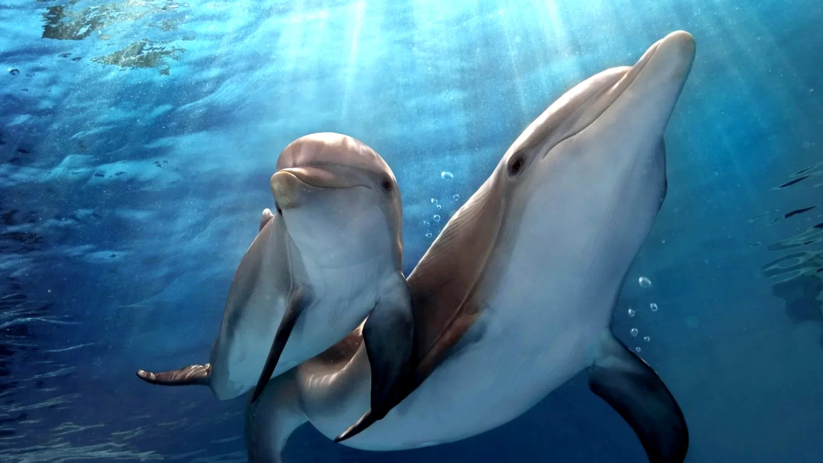 Photo du film : L'Incroyable Histoire de Winter le dauphin 2 