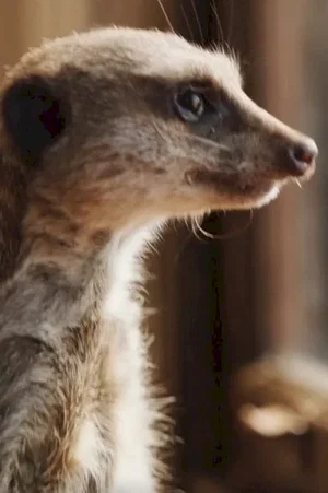  Elvis le Suricate photo