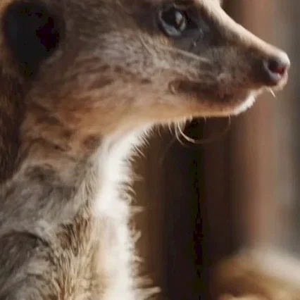  Elvis le Suricate