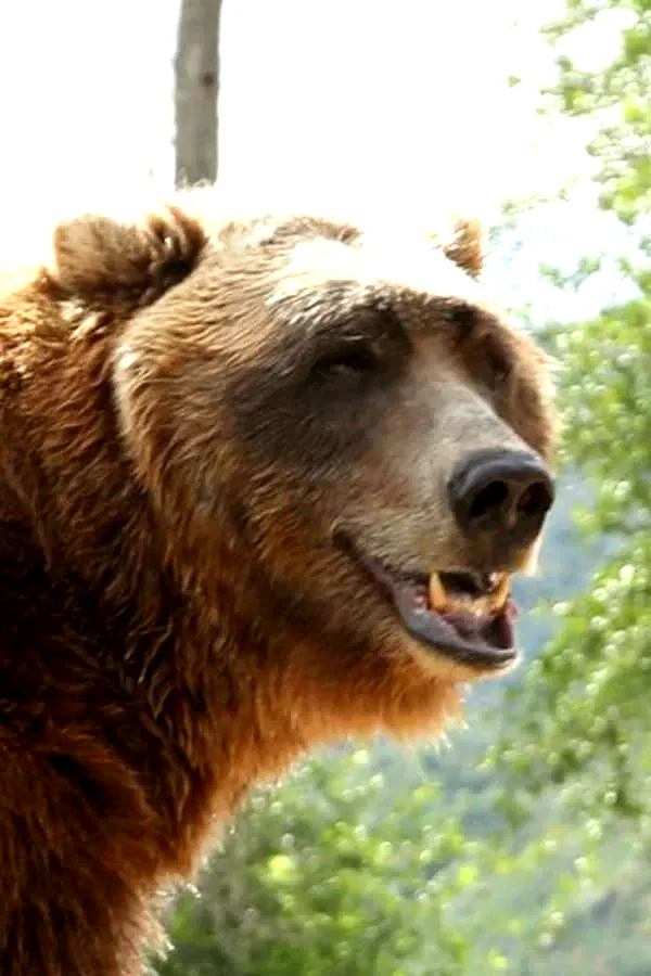  Bart the Bear