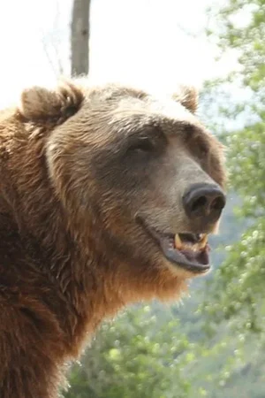  Bart the Bear