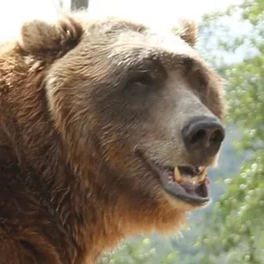 Photo star :  Bart the Bear